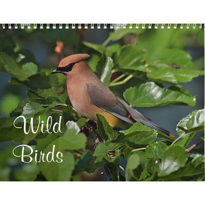 Wild Birds 2027 Calendar