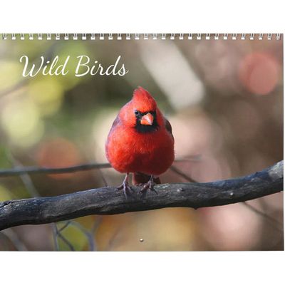 Wild Birds 2027 Calendar