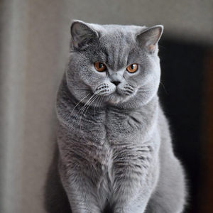 British Shorthair Cats Calendar