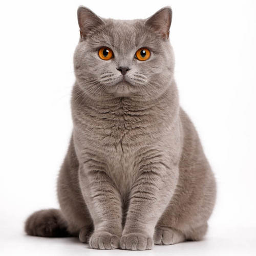 British Shorthair Cats Calendar