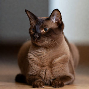 Burmese Cats Calendar