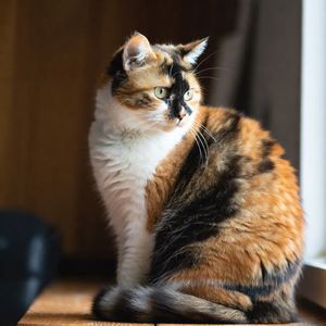 Calico Cats Calendar