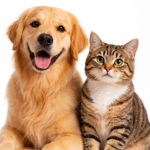 Cats and Dogs Calendar