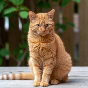 Ginger Cats Calendar
