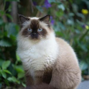 Himalayan Cats Calendar