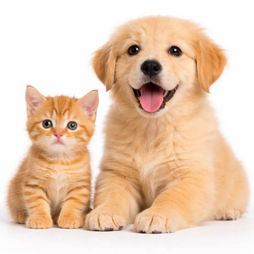 Kittens and Puppies Calendar