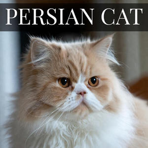 Persian Cats Calendar