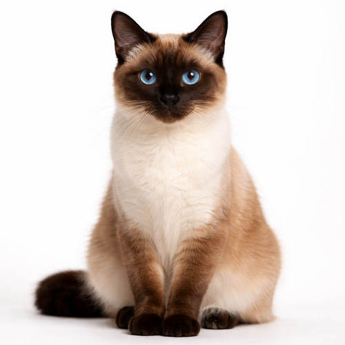 Siamese Cats Calendar
