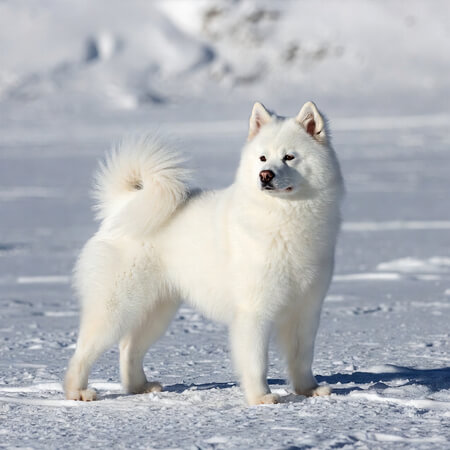 American Eskimo Dog Calendars