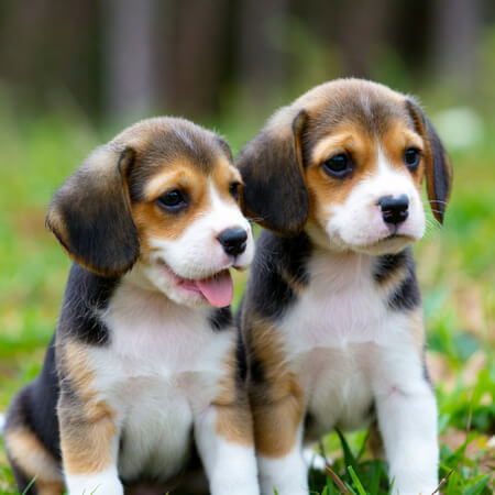 Beagle Puppy Calendars