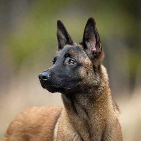 Belgian Malinois Calendars