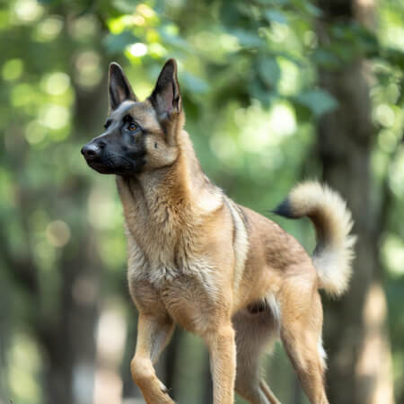 Belgian Shepherd Calendars