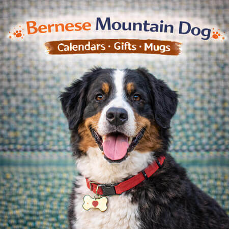 Shop Bernese Mountain Dog