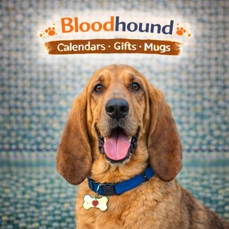 Bloodhound Store