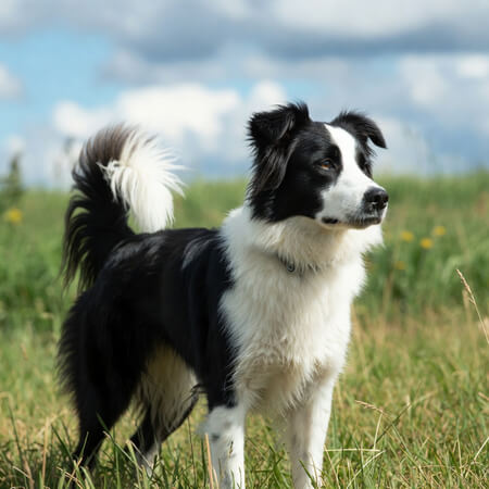 Border Collie Calendars