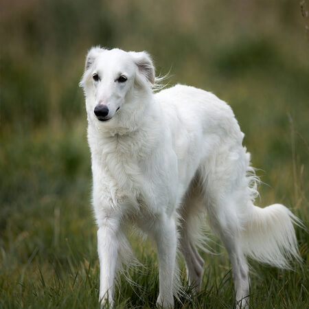 Borzoi Calendars
