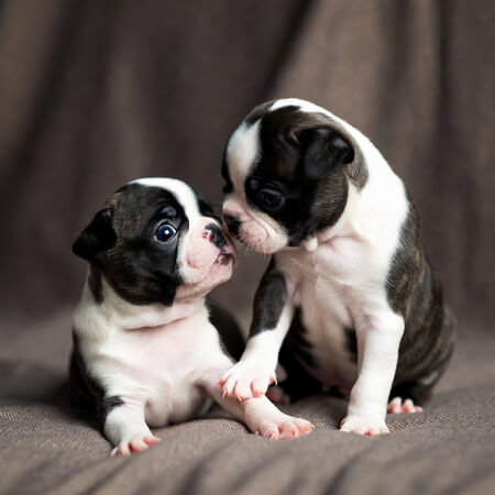 Boston Terrier Puppy Calendars