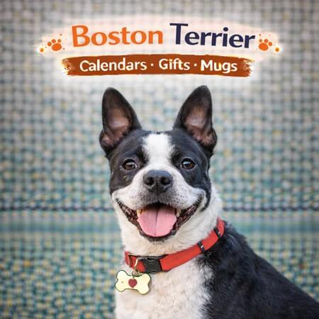 Shop Boston Terrier