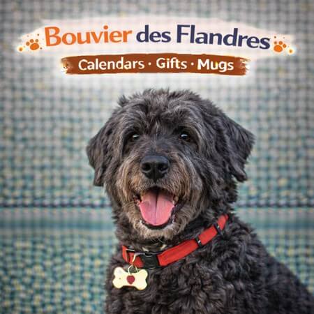Shop Bouvier des Flandres
