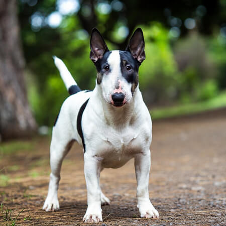 Bull Terrier Calendars