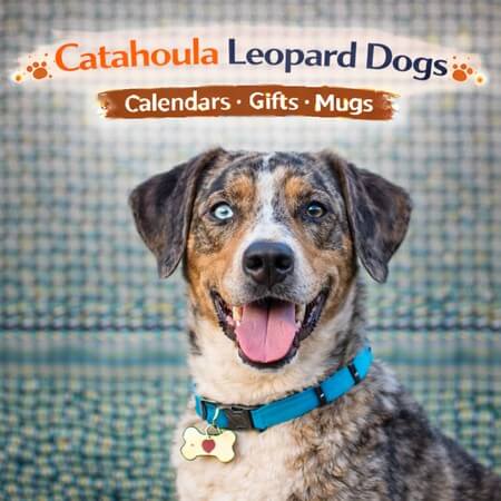 Catahoula Leopard Dogs Store