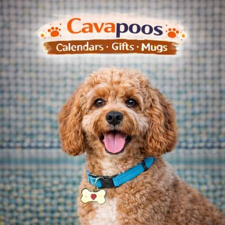 Cavapoo Store