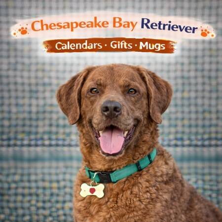 Chesapeake Bay Retriever Store