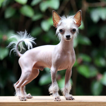 Chinese Crested Dog Calendars