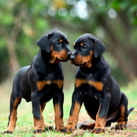 Doberman Pinscher Puppy Calendar