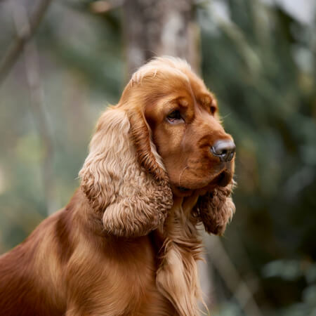 English Cocker Spaniels