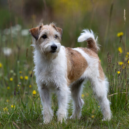 Wire Fox Terrier Calendars