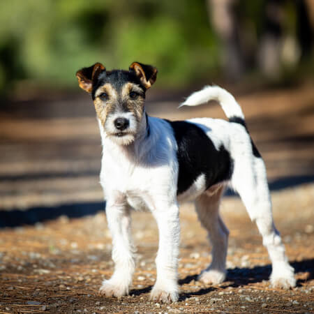 Fox Terrier Calendars