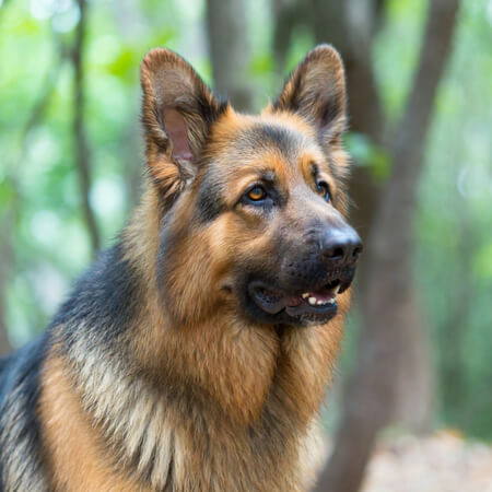 German Shepherd Calendars