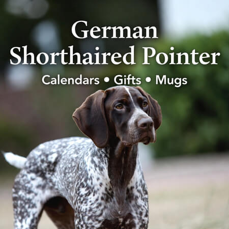 Shop German Shorthaired Pointers