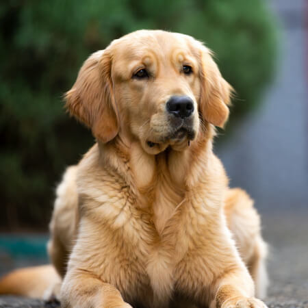 Golden Retriever Calendars
