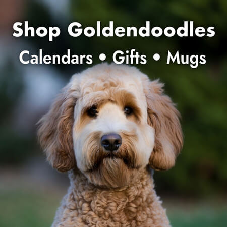 Shop Goldendoodle