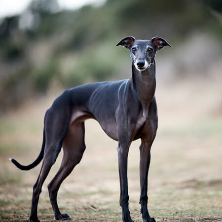 Greyhound Calendars