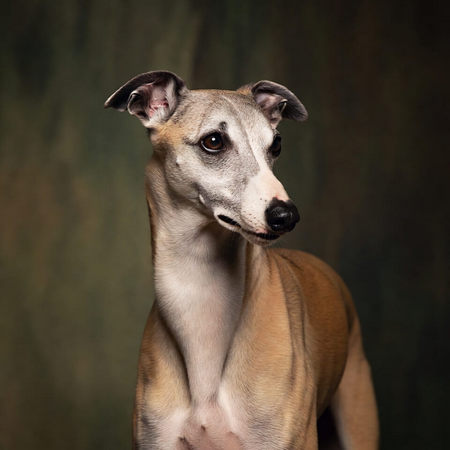 Greyhound Calendars