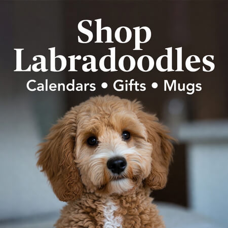 Labradoodle Shop