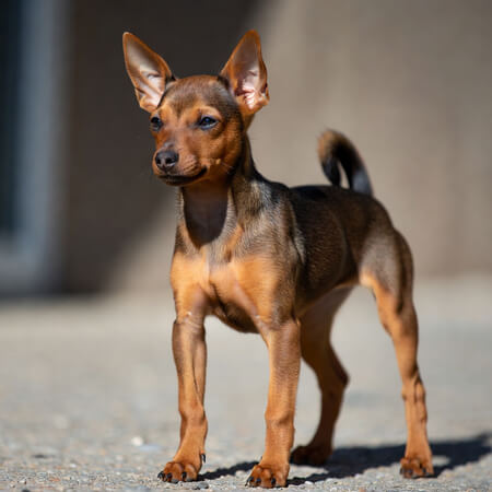 Miniature Pinscher Calendar
