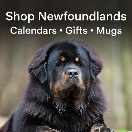Shop Newfoundlands