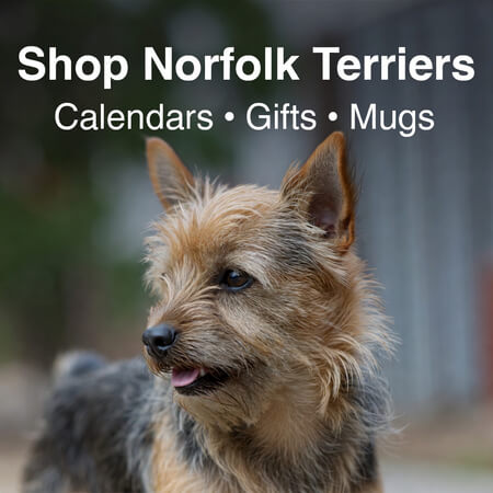 Shop Norfolk Terrier