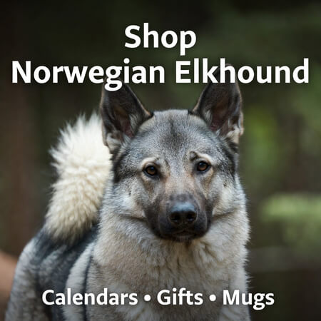 Shop Norwegian Elkhound