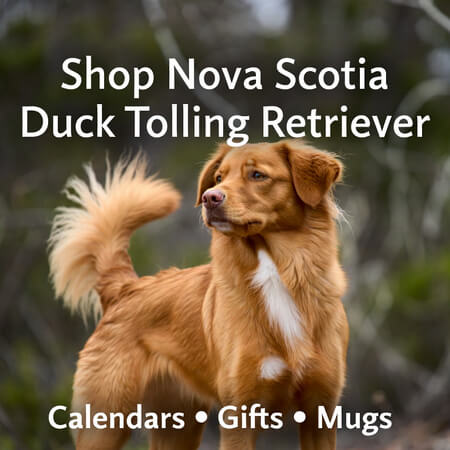 Shop Nova Scotia Duck Tolling Retriever