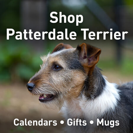 Shop Patterdale Terrier