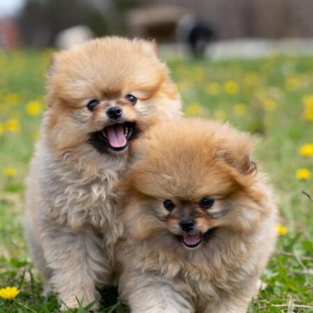 Pomeranian Puppies