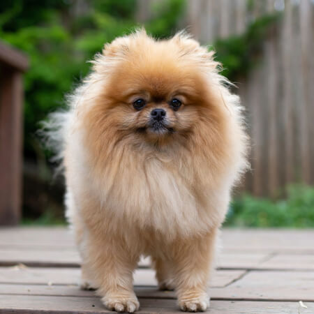 Pomeranian Calendars