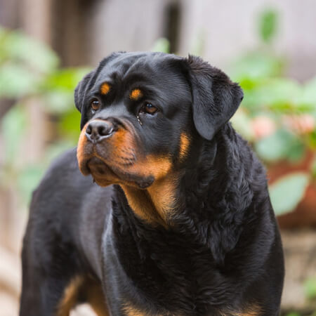 Rottweilers Calendars