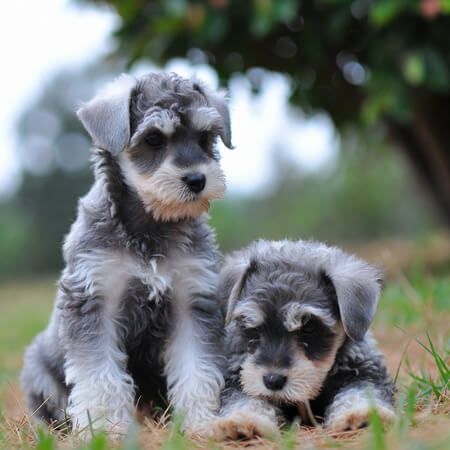 Schnauzer Puppies Calendars