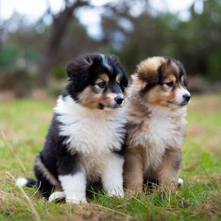 Sheltie Puppies
